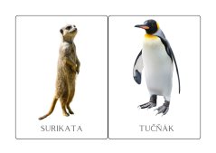 DEMONSTRAČNÍ OBRÁZKY - ZOO, EXOTICKÁ ZVÍŘATA
