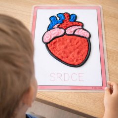 Šablony na plastelínu - Lidské tělo