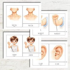 Anglické třísložkové karty - Lidské tělo