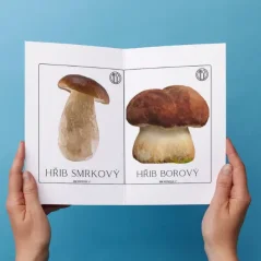 DEMONSTRAČNÍ OBRÁZKY - HOUBY (jedné, nejedlé, jedovaté)