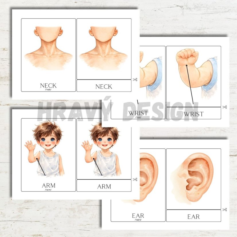 Anglické třísložkové karty - Lidské tělo